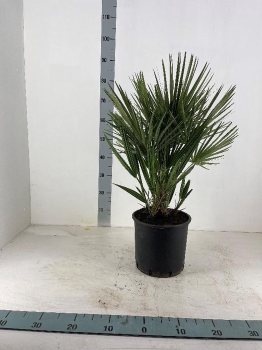 <h4>Chamaerops humilis</h4>