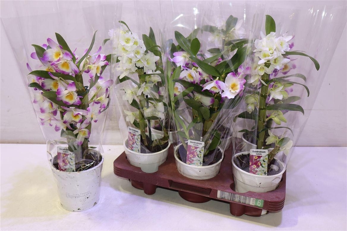 <h4>arr8 Dend Nobile</h4>