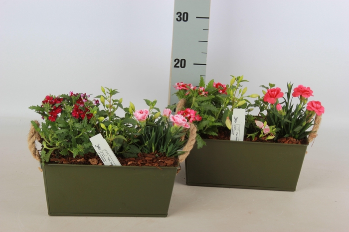 <h4>ARR TUINPLANTEN</h4>