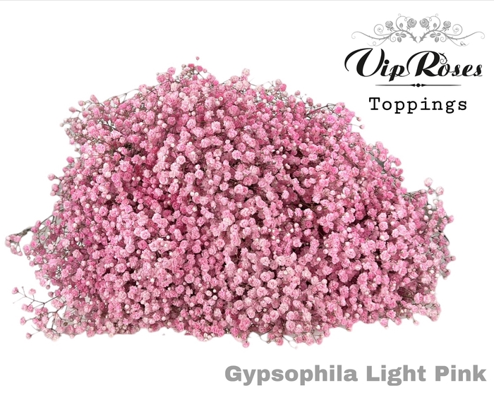 <h4>GYPS PA LIGHT PINK</h4>