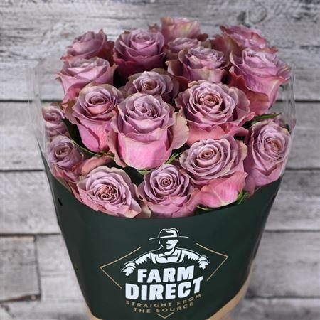 <h4>R Gr Purple Moon</h4>