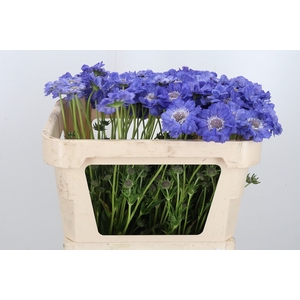 Scabiosa Stafa Blauw