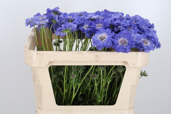<h4>Scabiosa Stafa Blauw</h4>