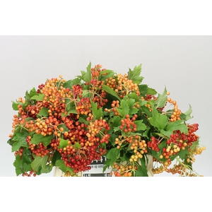 Viburnum Op Compactum
