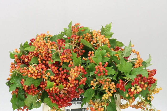 <h4>Viburnum Op Compactum</h4>