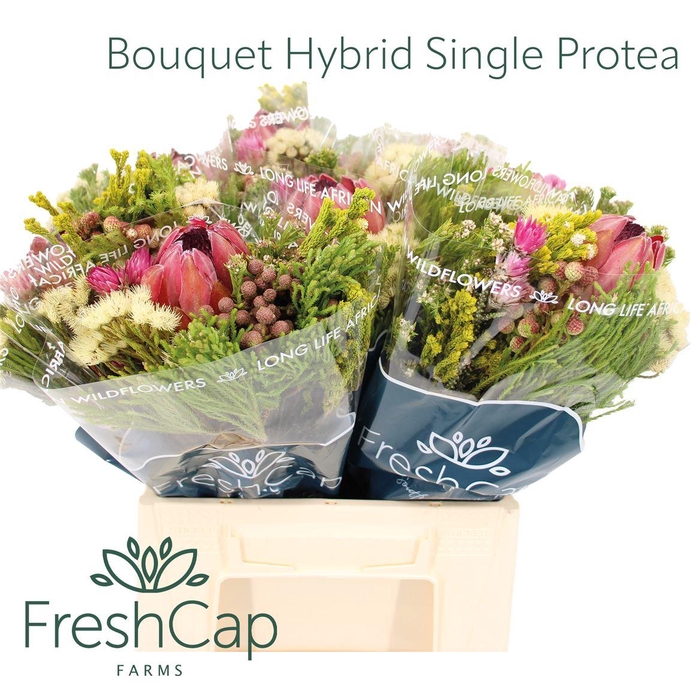 <h4>Bouquet Hybrid Single Protea</h4>