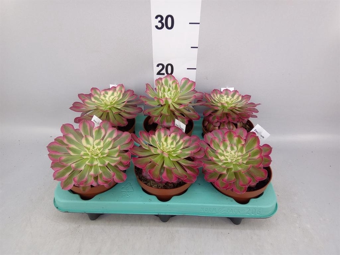 <h4>Aeonium   ...</h4>