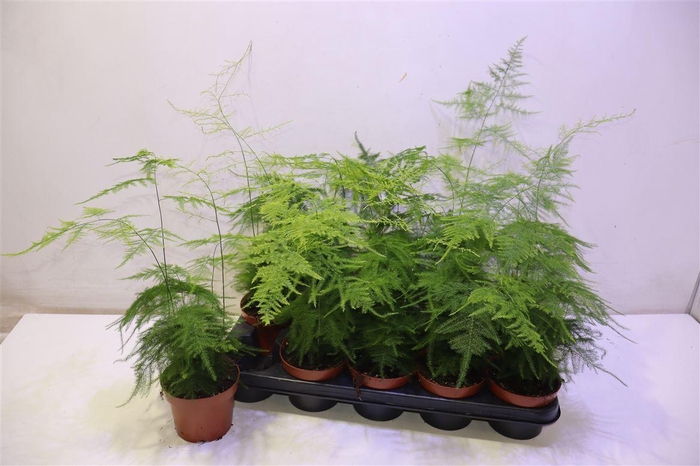 <h4>arr8 Aspar Setaceus</h4>