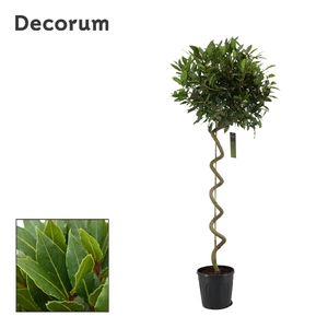 Laurus nobilis Kurketrekker