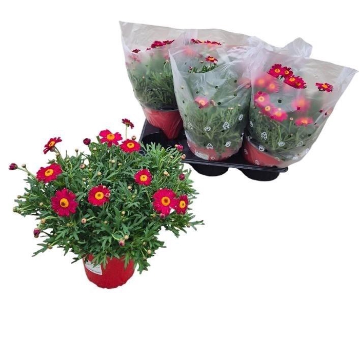 <h4>ARG GIUDITTA</h4>