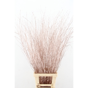 Betula Bs Paint Champagne FST