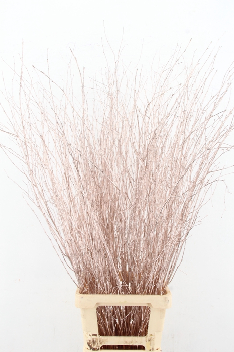 <h4>Betula Bs Paint Champagne FST</h4>