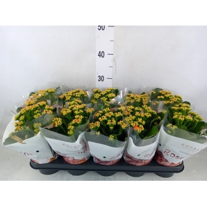 Kalanchoe blos. 'RosDon Pedro'