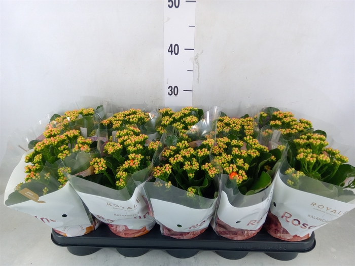 <h4>Kalanchoe blos. 'RosDon Pedro'</h4>