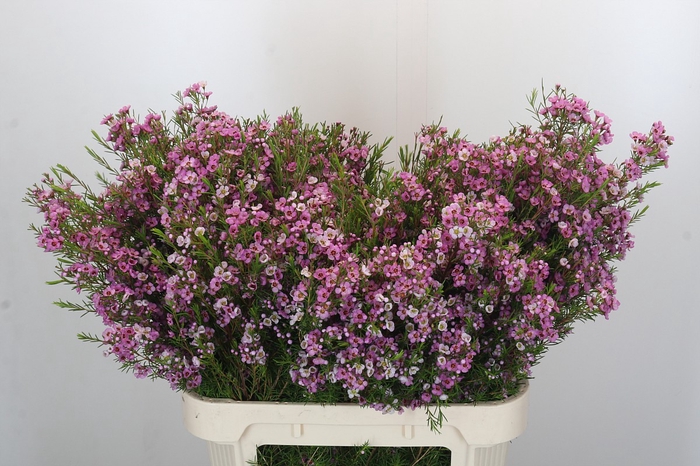 Chamelaucium Kerryn