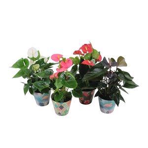 Anthurium Flamingo mix 14cm in leuke flamingocover