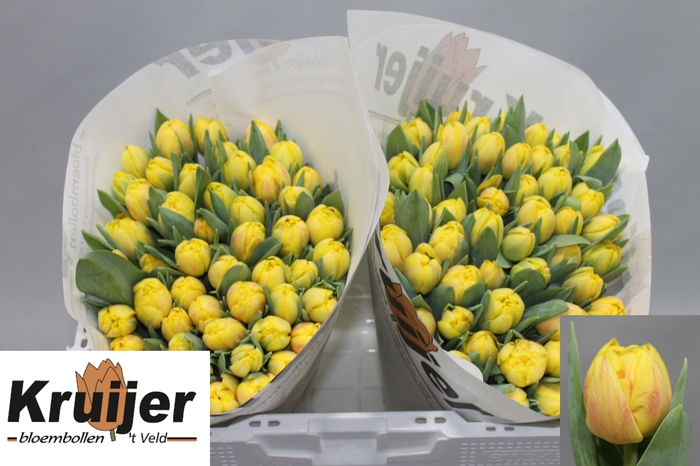 <h4>TU DU  REDEMPTION</h4>