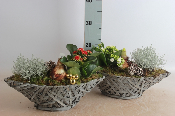 <h4>ARR HIPPEASTRUM</h4>