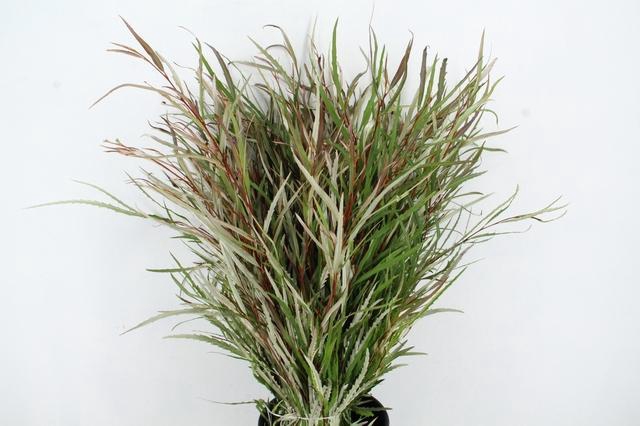<h4>GREVILLEA ASPLENIIFOLIA 250GR</h4>