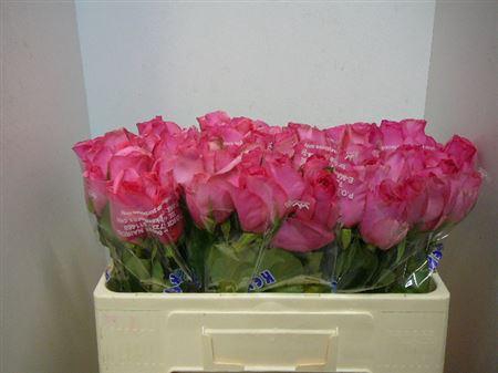 <h4>R Gr Celestia</h4>