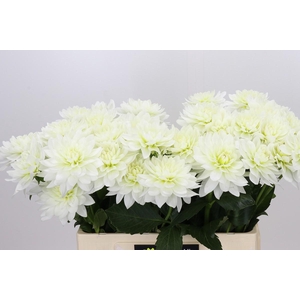 Dahlia Karma M. Zwaan