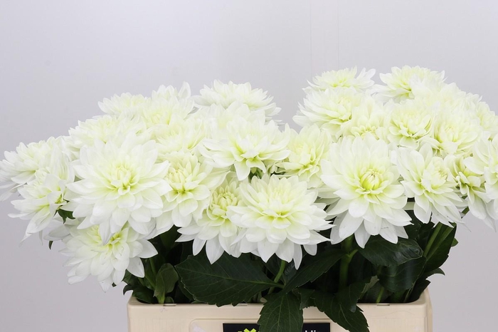 <h4>Dahlia Karma M. Zwaan</h4>