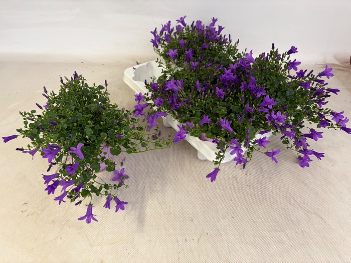 <h4>CAMP POR GEM 3 KL</h4>