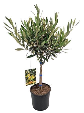 <h4>Olea Europaea Stem</h4>