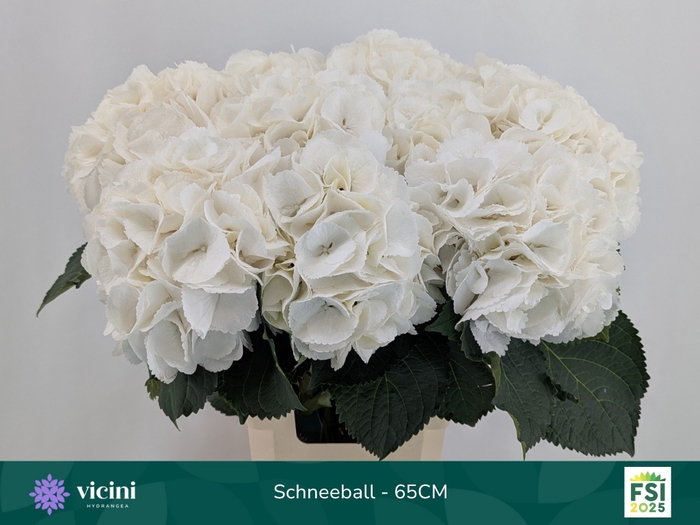 <h4>HYDR M SCHNEEBALL</h4>