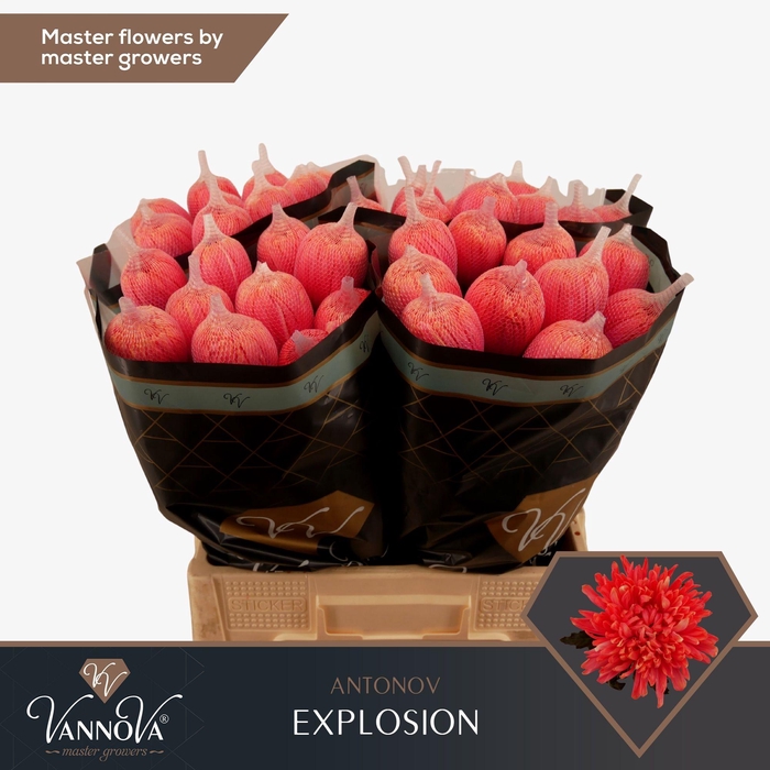 <h4>Chr G Antonov Explosion FC577</h4>