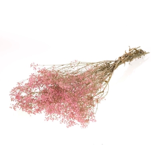 Gypsophila preserved pink