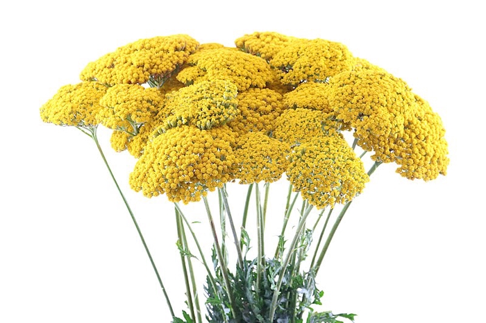 Achillea Park Variety Extra