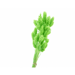 Dried Bleached Phalaris Green