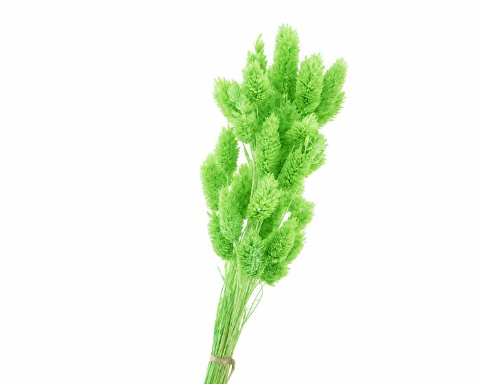 <h4>Dried Bleached Phalaris Green</h4>