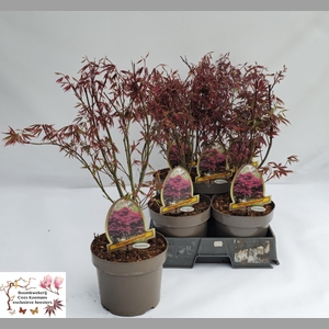 ACER PA ATROPURPUREU