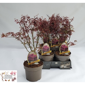 ACER PA ATROPURPUREU