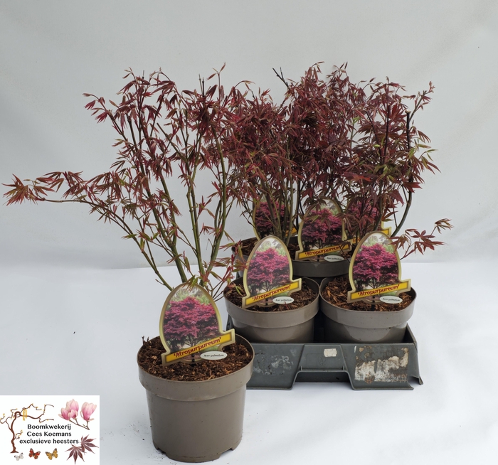 <h4>ACER PA ATROPURPUREU</h4>