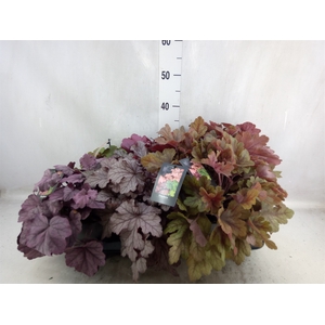 Heuchera   ...