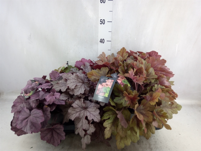 Heuchera   ...