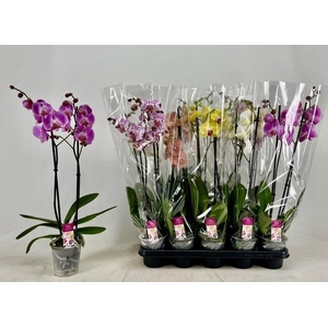 PHAL GEM
