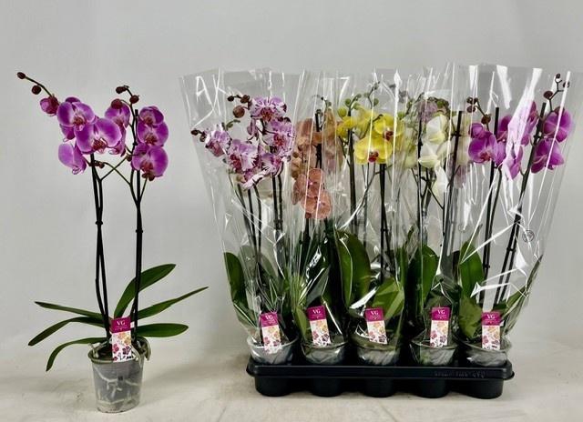 <h4>PHAL GEM</h4>