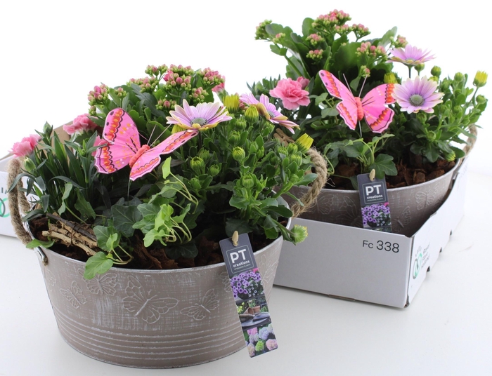 <h4>ARR TUINPLANTEN</h4>