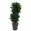 Dracaena Compacta