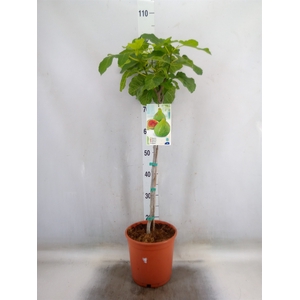Ficus carica