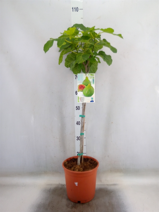 <h4>Ficus carica</h4>
