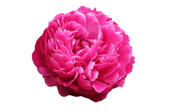 <h4>Paeonia Avis Varner</h4>