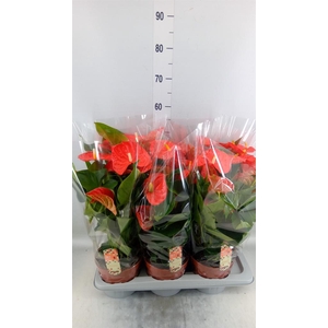 Anthurium andr. 'Florida'