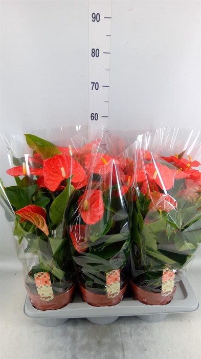 <h4>Anthurium andr. 'Florida'</h4>
