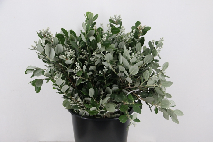 <h4>PITTO RALPHY 200GR</h4>