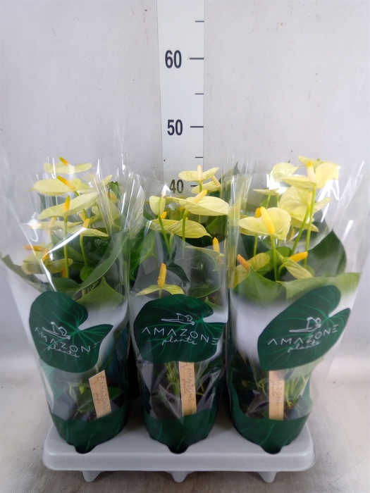 <h4>Anthurium andr. 'Vanilla'</h4>